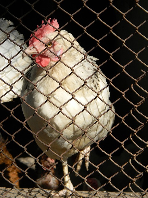 國際米蘭 國際米蘭